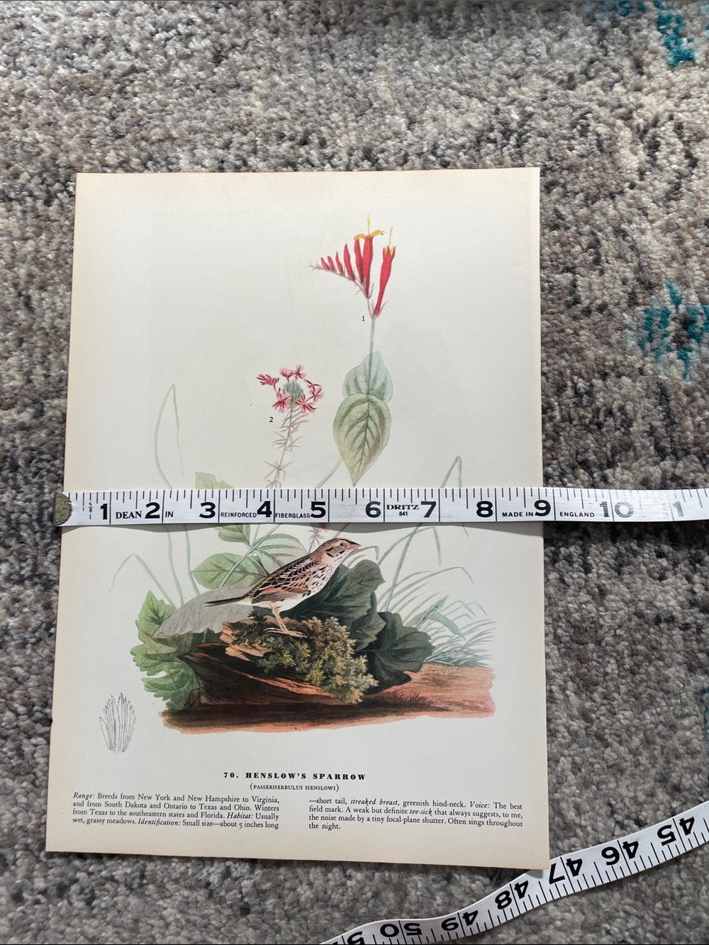 Vintage Botanical Bird Print - Henslow's Sparrow Illustration - Picture 7 of 7